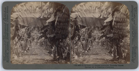 In the heart of a banana plantation, Hawaiian Islands.