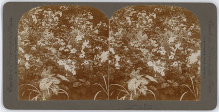 Fox Talbot Museum, Fenton Collection © National Trust / Rosalind Gunning