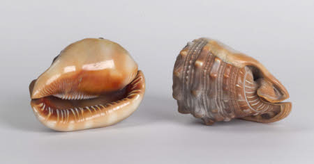 Conch shell