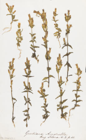 Dried flower