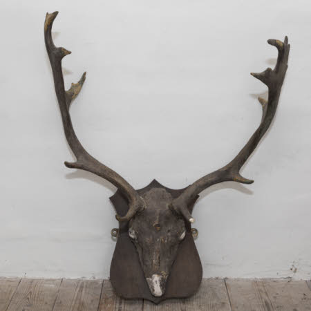Deer head