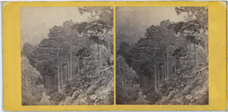 Pines in the Forest of Rothiemurchus Stathspey