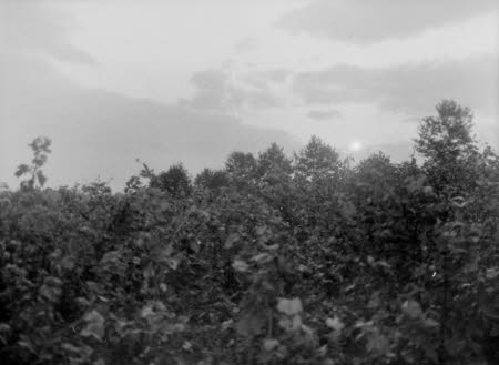 Shaw’s Corner. Reproduced with kind permission of LSE, The National Trust, and The Society of Authors on behalf of the Bernard Shaw Estate © National Trust