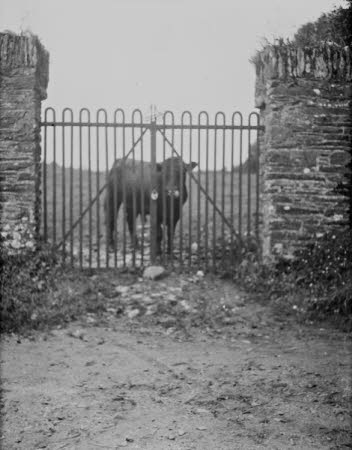 Shaw’s Corner. Reproduced with kind permission of LSE, The National Trust, and The Society of Authors on behalf of the Bernard Shaw Estate © National Trust