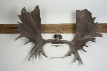Antler