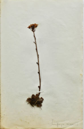 Gunby Hall © National Trust / Robert Bakewell