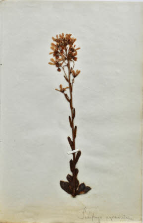 Gunby Hall © National Trust / Robert Bakewell