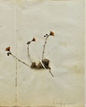 Gunby Hall © National Trust / Robert Bakewell