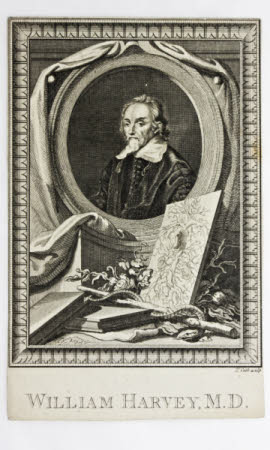William Harvey (1578-1657)