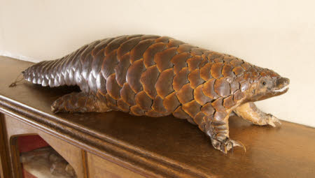 Pangolin