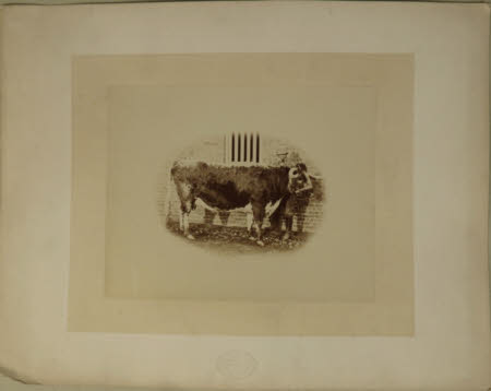 Photograph