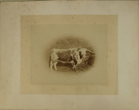 Photograph