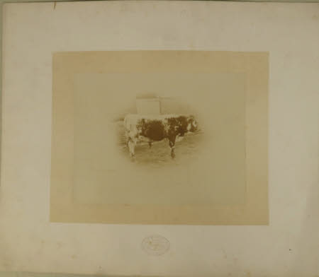 Photograph