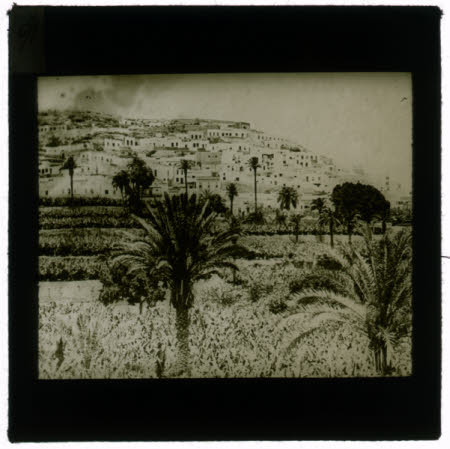 A hillside town and palm trees.