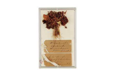 Dried flower