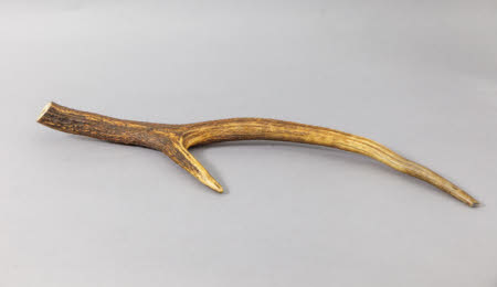 Deer Antler