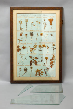 Dried flower