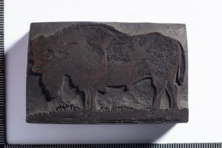 Bison