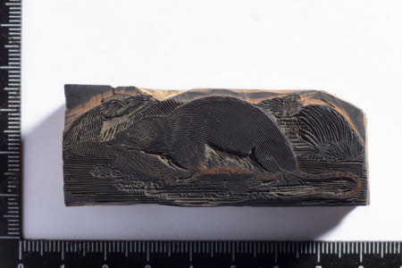 Water shrew mouse