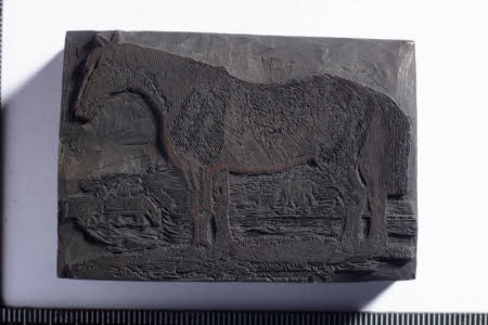 Common Cart Horse