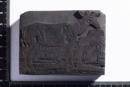 American Elk
