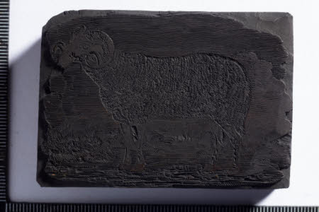 Heath Ram