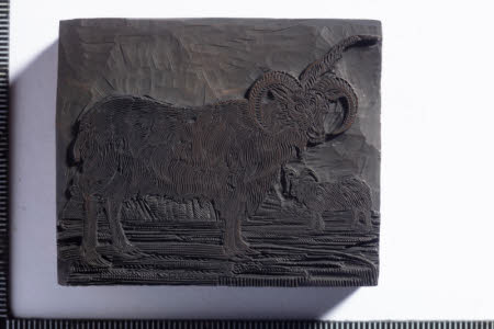 Many-Horned Sheep