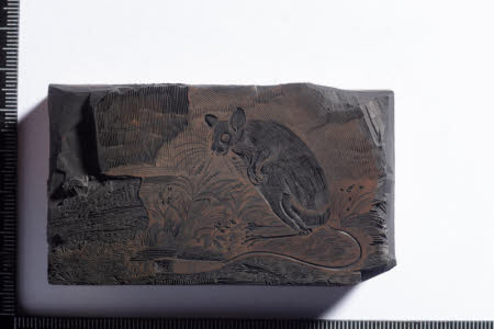Jerboa