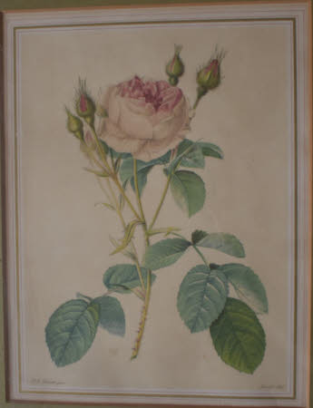 Roses (after Pierre-Joseph Redouté) 