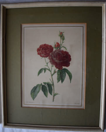 Roses (after Pierre-Joseph Redouté) 