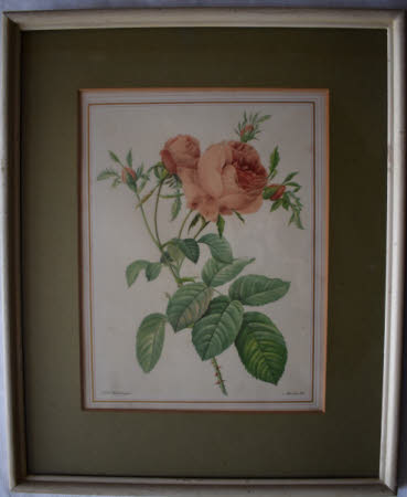 Roses (after Pierre-Joseph Redouté) 