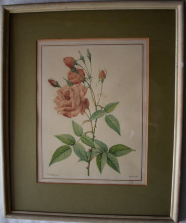 Roses (after Pierre-Joseph Redouté) 