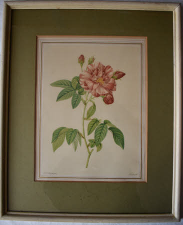 Roses (after Pierre-Joseph Redouté) 