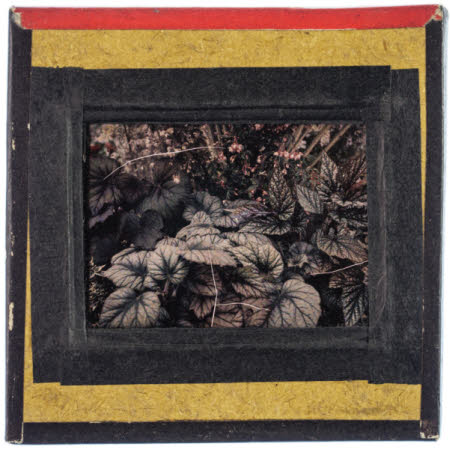 A number of leafy plants