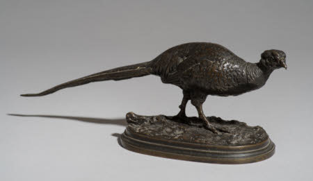 Cock Pheasant
