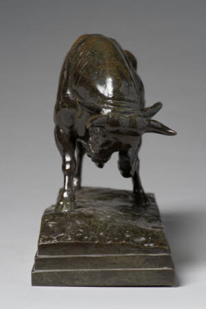 Bull pawing the earth