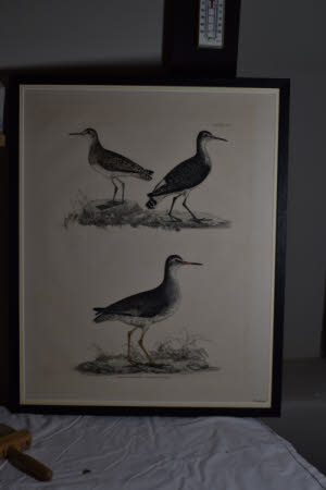 Common Redshank, Winter Plumage (Tringa tetanus),  Green Sandpiper (Tringa ochropus) and Wood ...