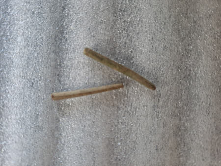 Shoelace end