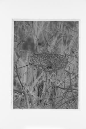 Glass negative