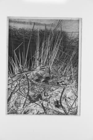 Glass negative