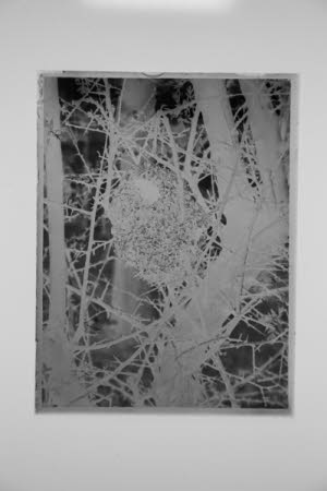 Glass negative