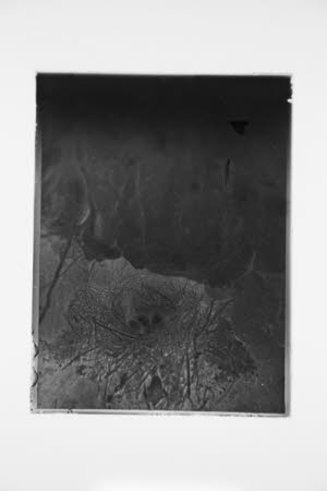 Glass negative