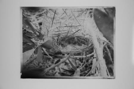 Glass negative