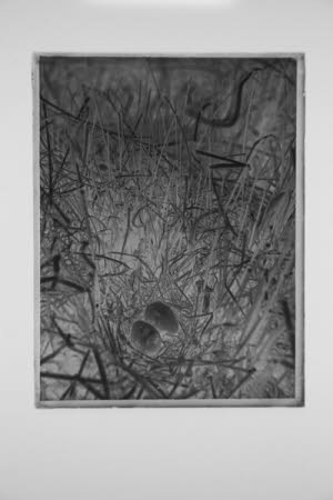 Glass negative