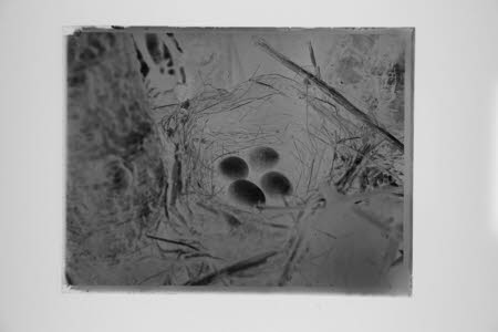 Glass negative