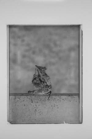 Glass negative