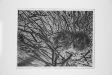 Glass negative