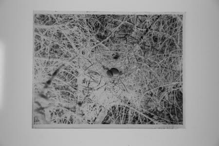 Glass negative