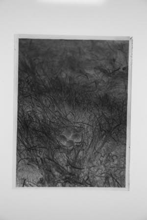 Glass negative