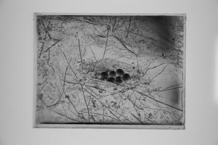 Glass negative